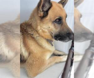 German Shepherd Dog Dogs for adoption in Houston, TX, USA