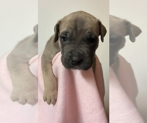 Cane Corso Puppy for sale in CAMBY, IN, USA
