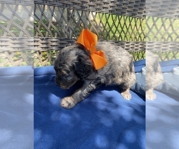 Medium Photo #2 Double Doodle Puppy For Sale in FRIENDSWOOD, TX, USA