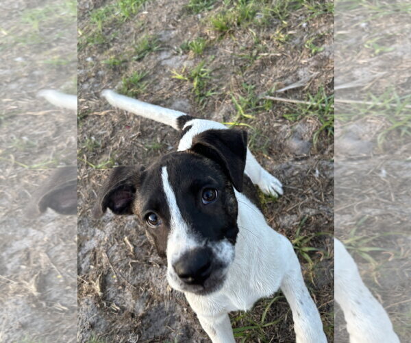 Medium Photo #9 Labrador Retriever-Unknown Mix Puppy For Sale in Sanford, FL, USA