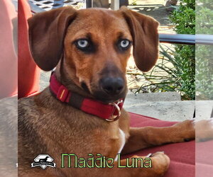 Maddie Luna - Female Dachshund Dog for Adoption - Photo #10