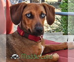 Small Photo #10 Dachshund Puppy For Sale in San Antonio, TX, USA