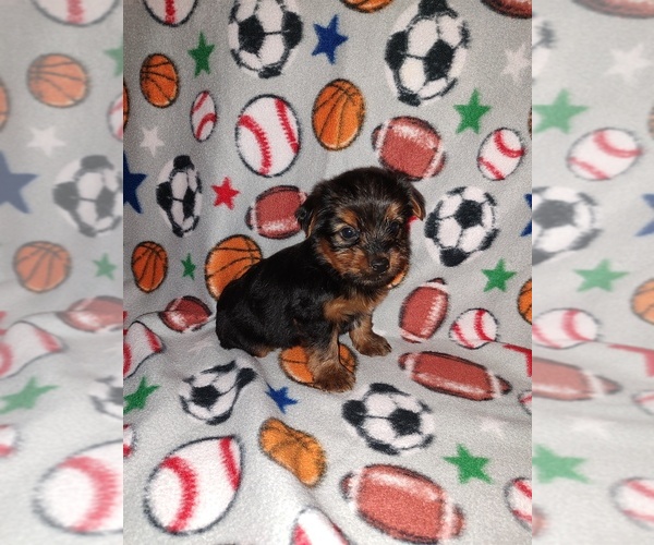 Medium Photo #2 Yorkshire Terrier Puppy For Sale in LAPEER, MI, USA