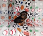 Small #1 Yorkshire Terrier