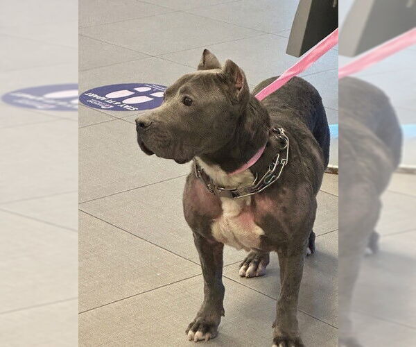 Medium Photo #1 Mutt Puppy For Sale in Rancho Cucamonga, CA, USA