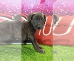 Image preview for Ad Listing. Nickname: Angel 2024 F3