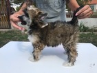Small Photo #1 Chinese Crested Puppy For Sale in Bratislava, Bratislavsky, Slovakia