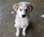 Small Photo #1 Goldendoodle-Siberian Husky Mix Puppy For Sale in BARTLETT, TN, USA