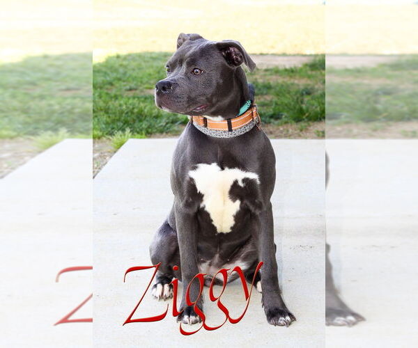Medium Photo #3 American Pit Bull Terrier Puppy For Sale in Evansville, IN, USA