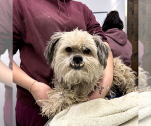 Lhasa Apso-Unknown Mix Dogs for adoption in Chico, CA, USA