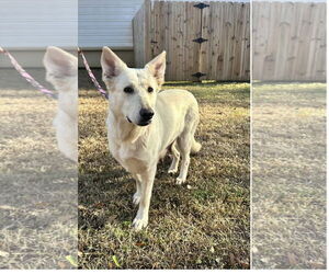 German Shepherd Dog Dogs for adoption in Montgomery, AL, USA