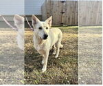 Small German Shepherd Dog