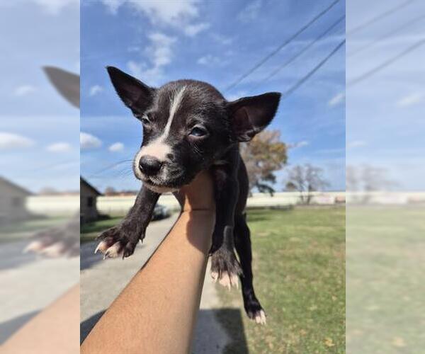 Medium Photo #1 Siberian Husky-Unknown Mix Puppy For Sale in Houston, TX, USA