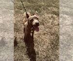 Small #1 Mutt