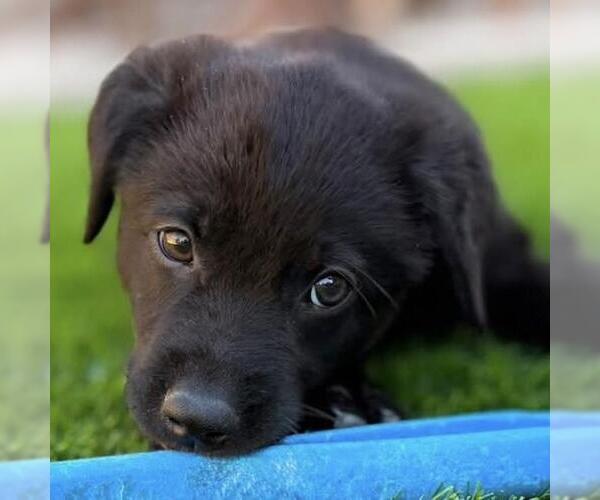 Medium Photo #10 Labrador Retriever-Unknown Mix Puppy For Sale in San Diego, CA, USA