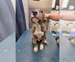 Small Plott Hound Mix