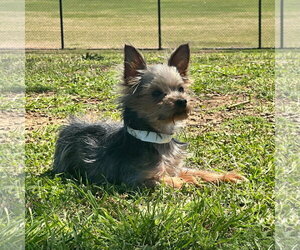 Mutt Dogs for adoption in Pacolet, SC, USA