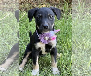 Australian Kelpie-Border Collie Mix Dogs for adoption in Phoenix, AZ, USA