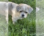 Small Photo #2 Havanese Puppy For Sale in Hoisington, KS, USA