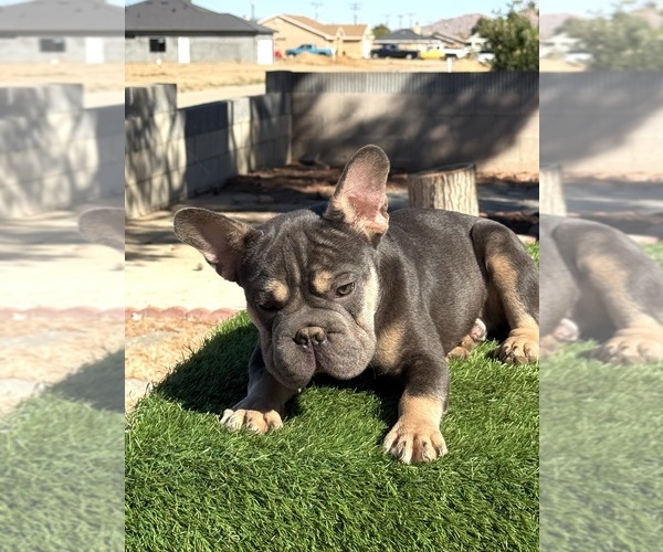 Medium Photo #6 French Bulldog Puppy For Sale in SANTA MONICA, CA, USA