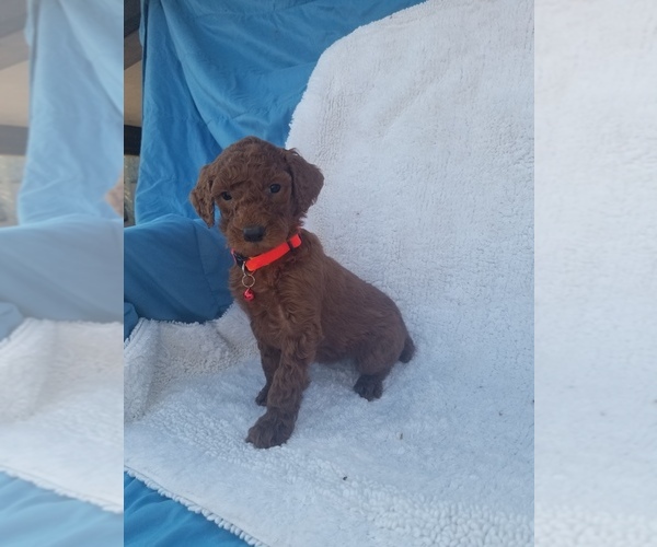 Medium Photo #14 Poodle (Standard) Puppy For Sale in LOWELL, AR, USA