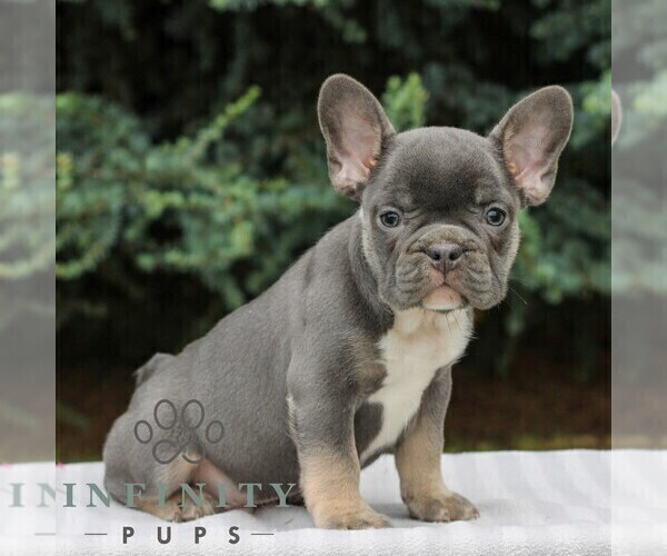 Medium Photo #2 French Bulldog Puppy For Sale in EAST EARL, PA, USA