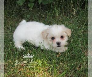 Zuchon Puppy for sale in LE MARS, IA, USA