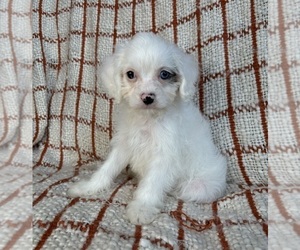Cockapoo Puppy for sale in FRANKLIN, IN, USA