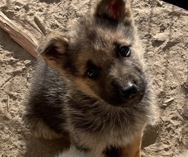 Medium Photo #1 Shollie Puppy For Sale in PRINEVILLE, OR, USA