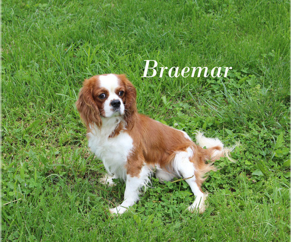 Medium Photo #14 Cavalier King Charles Spaniel Puppy For Sale in CHANUTE, KS, USA