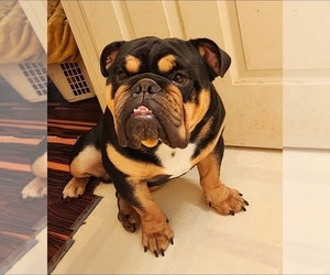 Father of the English Bulldog puppies born on 06/30/2025