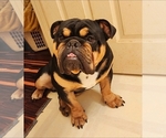 Small Photo #1 English Bulldog Puppy For Sale in NEVADA, MO, USA