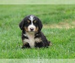 Small Photo #4 Bernese Mountain Dog Puppy For Sale in FREDERICKSBURG, OH, USA
