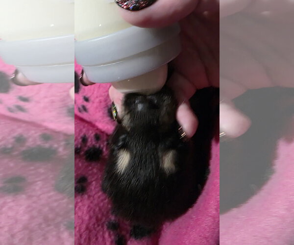 Medium Photo #17 Siberian Husky-Unknown Mix Puppy For Sale in McKinney, TX, USA