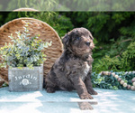 Small Photo #4 Miniature Bernedoodle Puppy For Sale in BREMEN, IN, USA