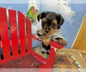 YorkiePoo Puppy for sale in CASSVILLE, MO, USA