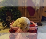 Small Photo #5 Golden Retriever Puppy For Sale in BLUFFTON, IN, USA