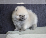 Small Photo #4 Pomeranian Puppy For Sale in HOUSTON, TX, USA