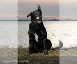 Small Photo #2 Labrador Retriever-Unknown Mix Puppy For Sale in Tampa, FL, USA
