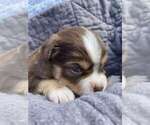 Small Photo #9 Miniature Australian Shepherd Puppy For Sale in RIVERVIEW, FL, USA