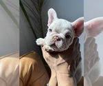 Small #1 French Bulldog