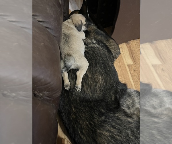 Medium Photo #3 Pug Puppy For Sale in SPRING CITY, PA, USA