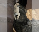Small #1 Pug