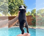 Small Photo #4 Olde English Bulldogge Puppy For Sale in FORT WORTH, TX, USA