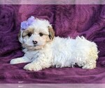 Small Photo #4 Poodle (Miniature)-Shorkie Tzu Mix Puppy For Sale in CHRISTIANA, PA, USA