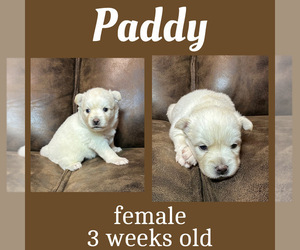 Pomsky Puppy for sale in DE SOTO, KS, USA