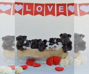 Schnauzer (Miniature) Puppy for sale in TAMPA, FL, USA