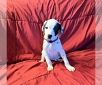 Puppy Hera Catahoula Leopard Dog-German Shorthaired Pointer Mix