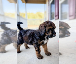 Small #3 Bernedoodle