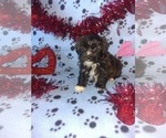 Small Photo #13 Morkie Puppy For Sale in LAPEER, MI, USA